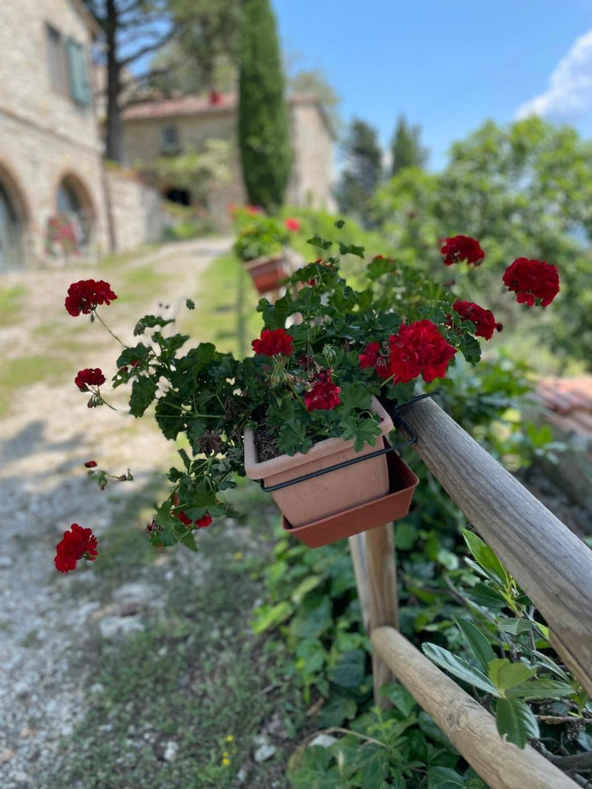 Casa Degli Ulivi - Cottage With Swimming Pool Castellina in Chianti Exterior foto